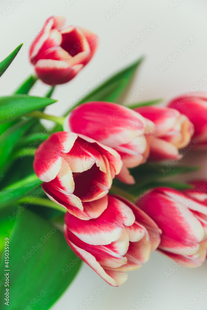 Wallpaper with red tulips and white edges, as spring background. Bouquet of bright seasonal flowery background. Macro nature wallpaper in the garden. Gift card with tenderness flowers. Wallpaper with red tulips and white edges, as spring background. Bouquet of bright seasonal flowery background. Macro nature wallpaper in the garden. Gift card with tenderness flowers.