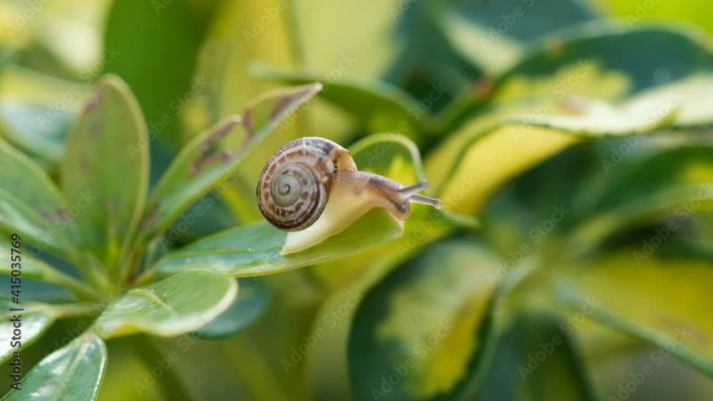 Wild life snail crawling on plant leaf on natural spring ecosystem,macro animal creature Wild life snail crawling on plant leaf on natural spring ecosystem,macro animal creature