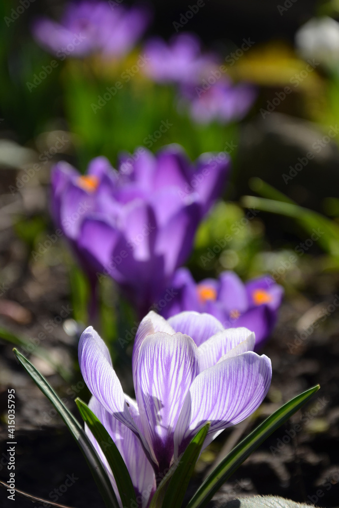 beautiful crocuses primroses spring purple flowers in the flowerbed beautiful crocuses primroses spring purple flowers in the flowerbed