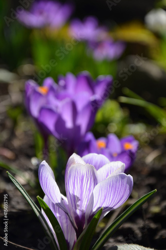 beautiful crocuses primroses spring purple flowers in the flowerbed