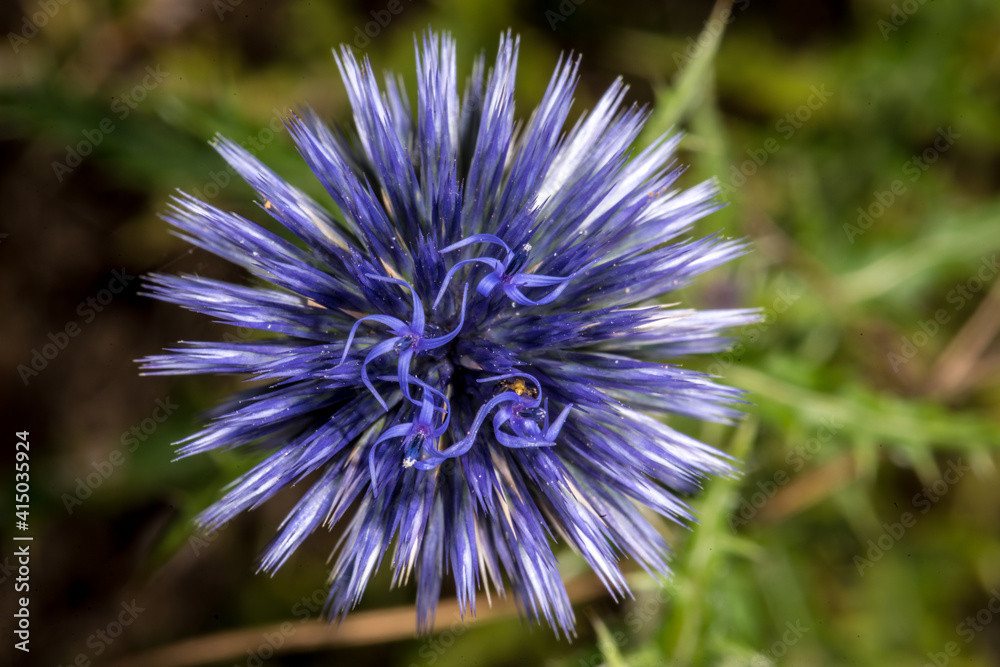 Blue Globe-Thistle (Echinops banaticus) Flower Blue Globe-Thistle (Echinops banaticus) Flower