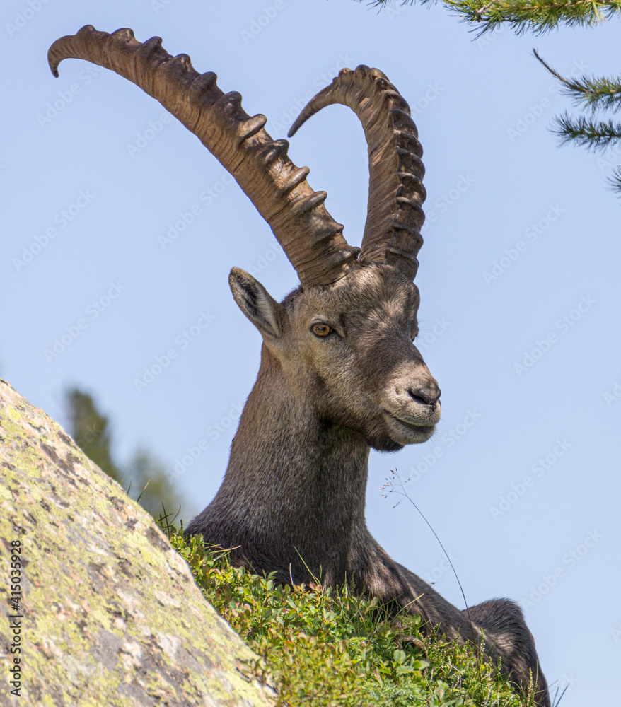 An ibex in the Mont Blanc Alps, near the village of Chamonix, France - August 2020.