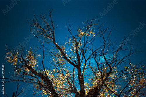 A silhouetted tree against a dark blue sky festooned with brilliant yellow backlit Autumn leaves. New Mexico 1993