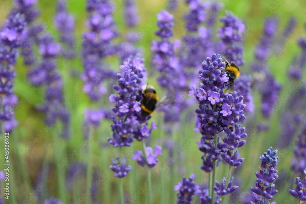 Bees and bumblebees on purple lavender collecting honey, Stuttgart, Germany Bees and bumblebees on purple lavender collecting honey, Stuttgart, Germany
