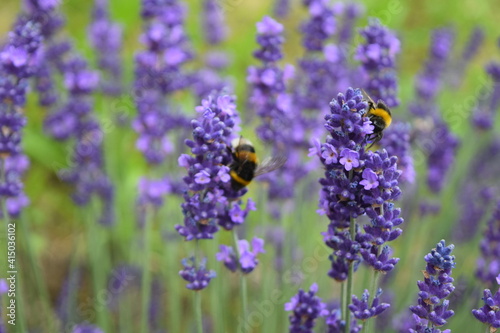 Bees and bumblebees on purple lavender collecting honey  Stuttgart  Germany