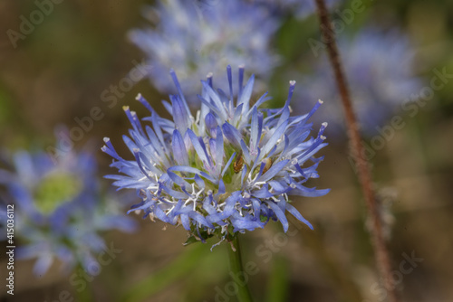 Blue Flower in Southern France