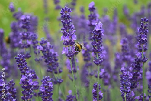 Bees and bumblebees on purple lavender collecting honey, Stuttgart, Germany © Sandra