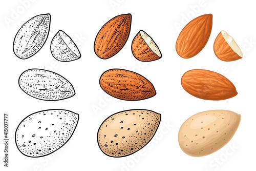 Two whole almonds nuts without shell. Vector color vintage engraving