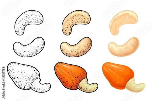 Cashew nut with fetus. Vector engraving black vintage illustration