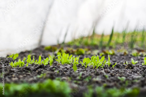 Young lettuce sprouts grow in the soil in a home greenhouse. Home gardening. Healthy Organic Vegetables. Blurred white background and blurred green foreground. Selective focus