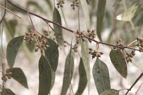 Detail of some branches of a eucalyptus tree with buds of its flowers