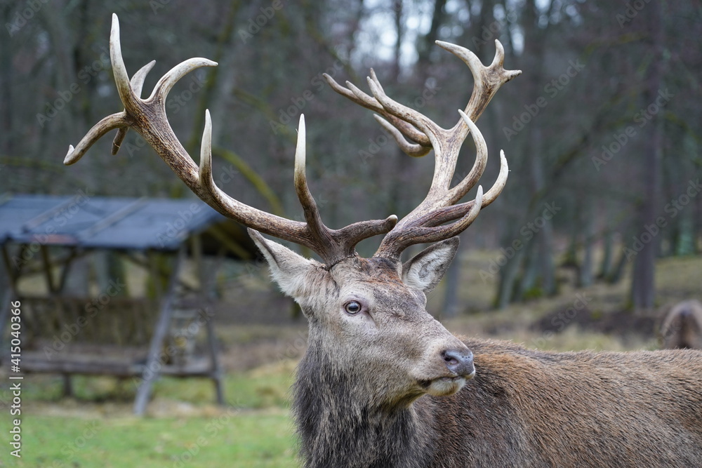 Adult red deer, Cervus elaphus, with large impressive antlers in Pfaffenwald, Stuttgart, Germany. Adult red deer, Cervus elaphus, with large impressive antlers in Pfaffenwald, Stuttgart, Germany.