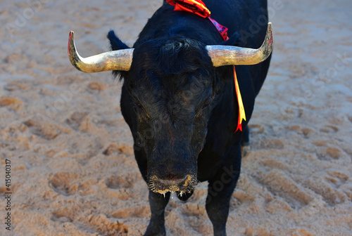 toro bravo español