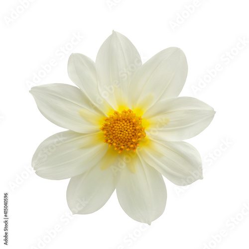 White dahlia isolated on white background close up