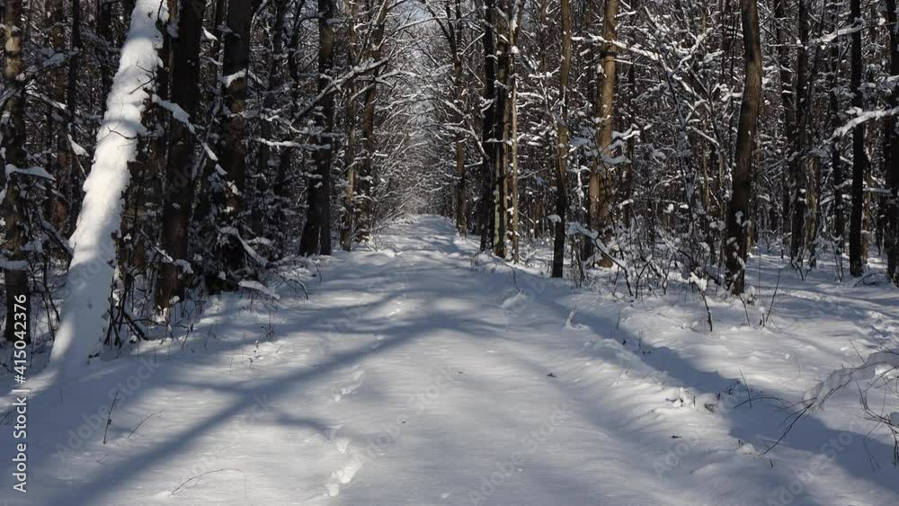 A beautiful walk through the winter forest. Trees, branches and bushes in the snow. Snow everywhere. The path in the forest is covered with snow. A beautiful walk through the winter forest. Trees, branches and bushes in the snow. Snow everywhere. The path in the forest is covered with snow.