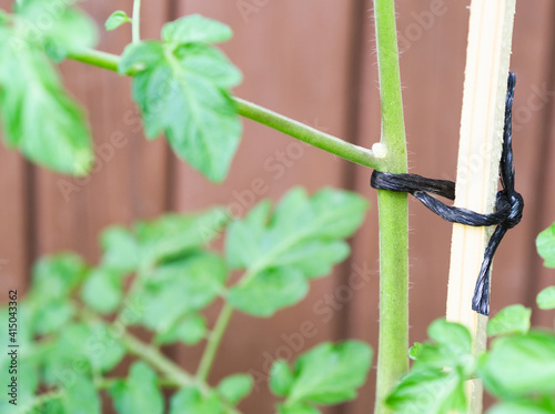 Tomato Plant Closeup photo