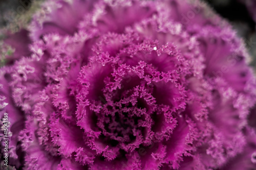 Closeup of bright flowering kale cabbage with leaves of purple color growing in garden photo
