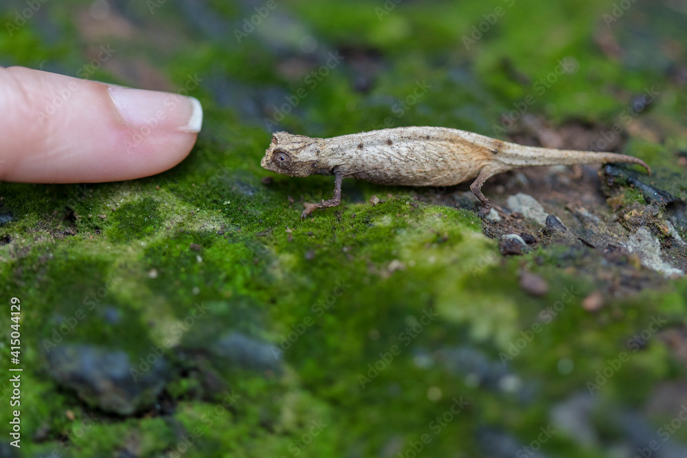 Amazing chameleon sitting on mossy twig on Madagascar Amazing chameleon sitting on mossy twig on Madagascar