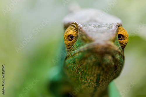 Amazing chameleon sitting on mossy twig on Madagascar and looking at camera photo