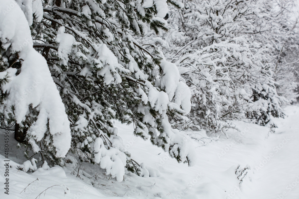 Scenic image of spruces tree on Frosty day of calm winter Scenic image of spruces tree on Frosty day of calm winter