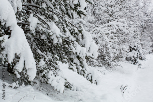 Scenic image of spruces tree on Frosty day of calm winter