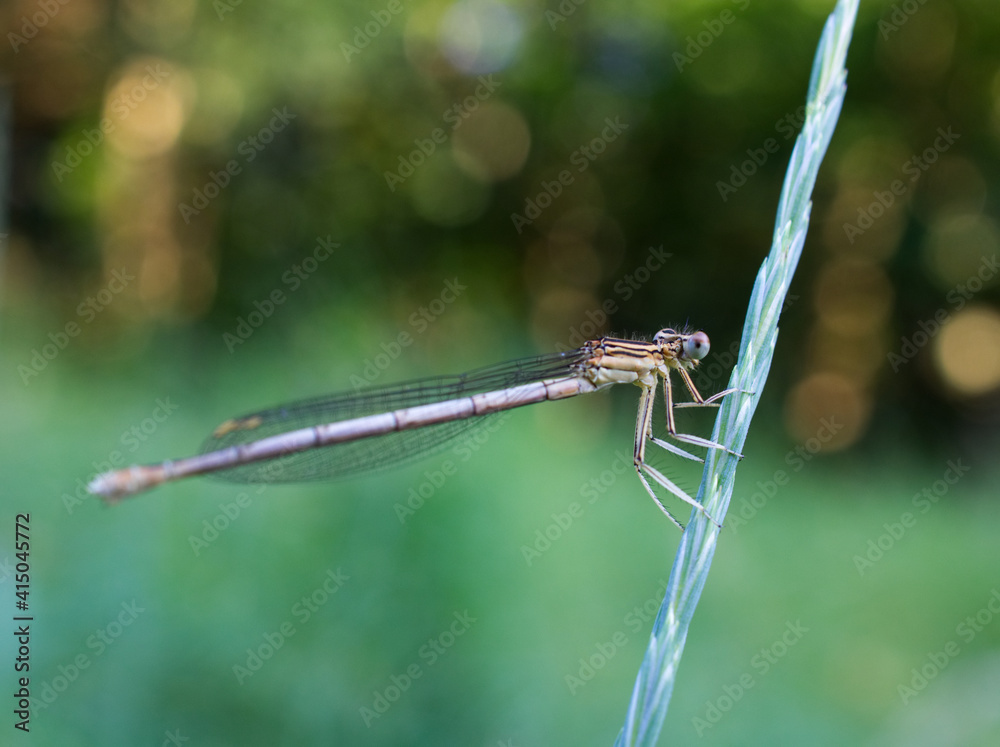 dragonfly on a branch dragonfly on a branch