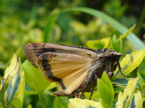 The large yellow underwing (Noctua pronuba) on yellow leaves. photo