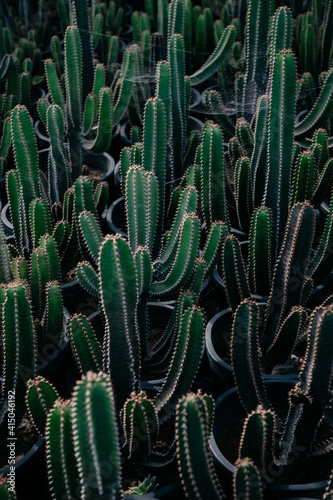 From above of prickly cacti with spiky stems growing in pots in botanical garden
