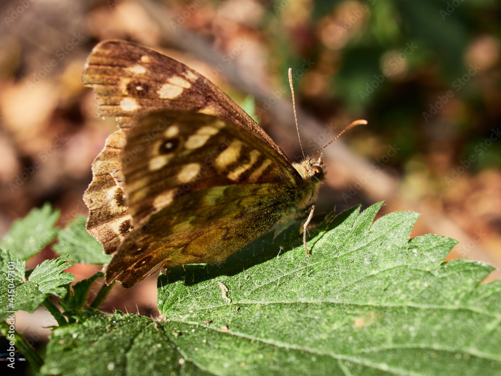Naklejka premium butterfly on leaf