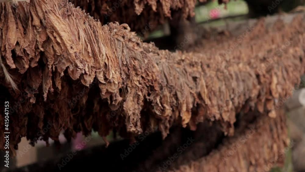 HOJAS DE TABACO SECANDOSE EN SANTANDER, COLOMBIA . LATINOAMERICA 
