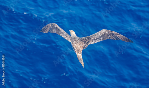 Seabird Masked, Blue-faced Booby (Sula dactylatra) flying over the ocean. Seabird is hunting for flying fish jumping out of the water. © Mariusz