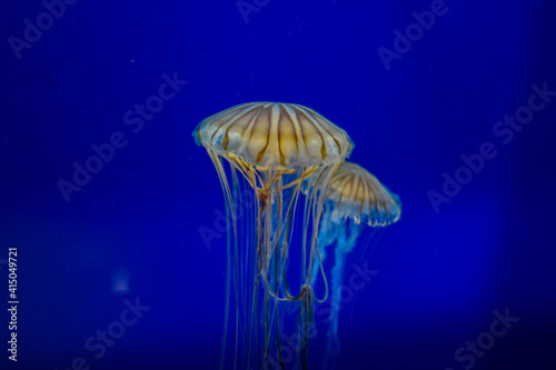 A cool jellyfish view in blue water © ktahaziz
