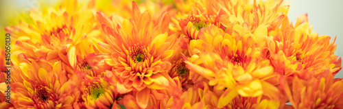 Closeup of yellow and orange Mums flower on white background with copy space using as background natural flora, ecology cover page concept.