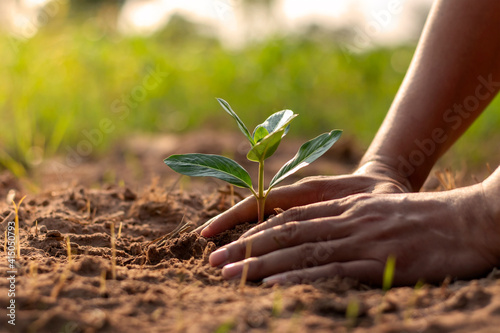 Stampa su tela Human hands planting seedlings or trees in the soil Earth Day and global warming campaign