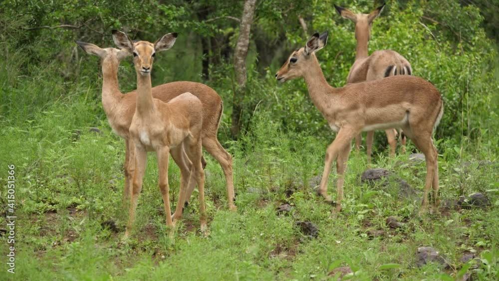 Baby impala lambs shake wet bodies after rain Baby impala lambs shake wet bodies after rain