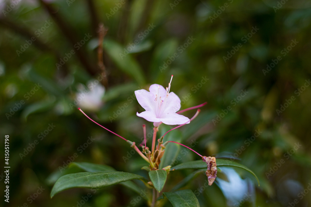 Obraz premium pink rose flower