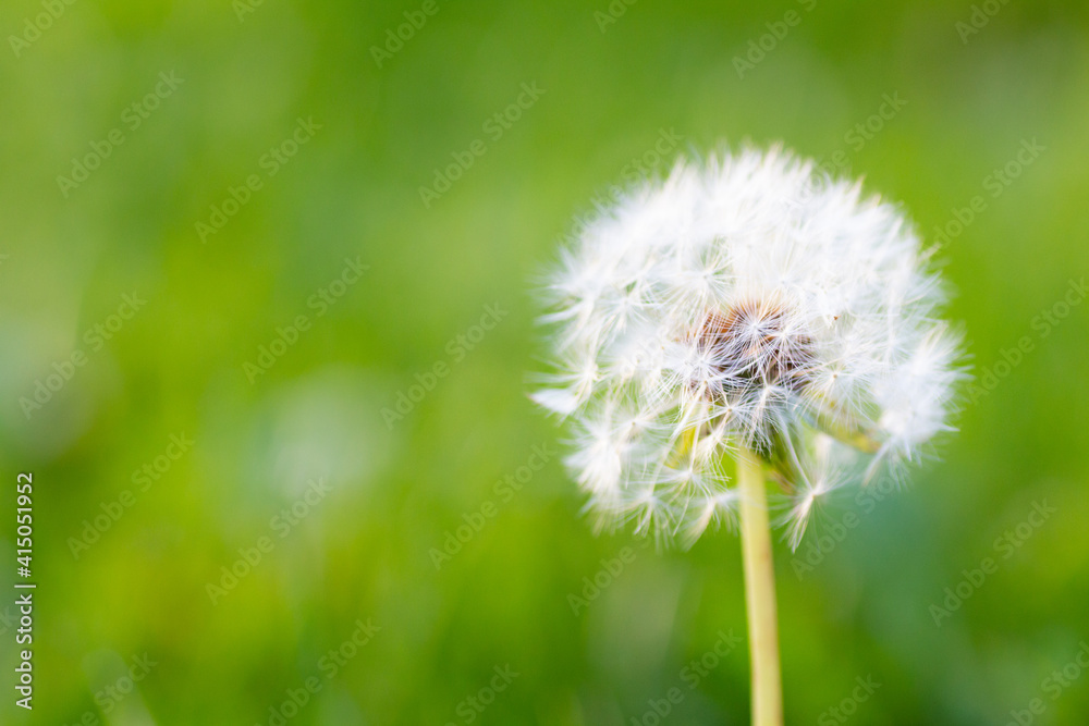 Fototapeta premium dandelion on green background