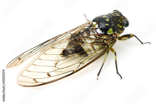 cicada insect isolated on white background
