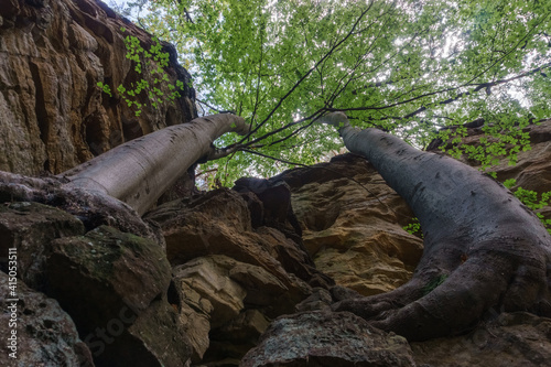 Two strong trees growing out of a yellow sandstone rock from low angle view photo