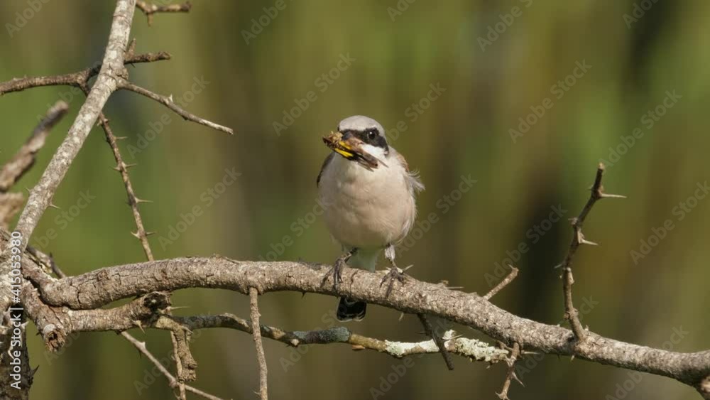 Red-Backed Shrike rips head off grasshopper prey while sitting on thorny branch Red-Backed Shrike rips head off grasshopper prey while sitting on thorny branch