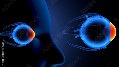 3d render of male human eye anatomy.

