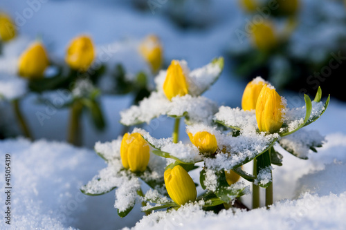 Winter Aconites in snow, in a garden in the United Kingdom #415054319