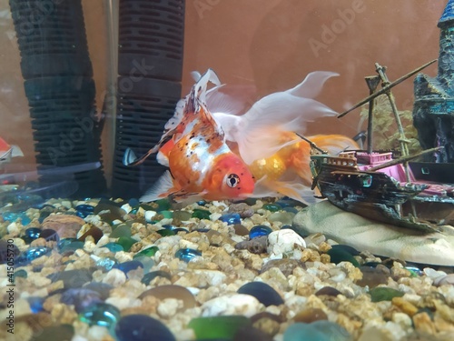 pez dorado nadando en su pecera