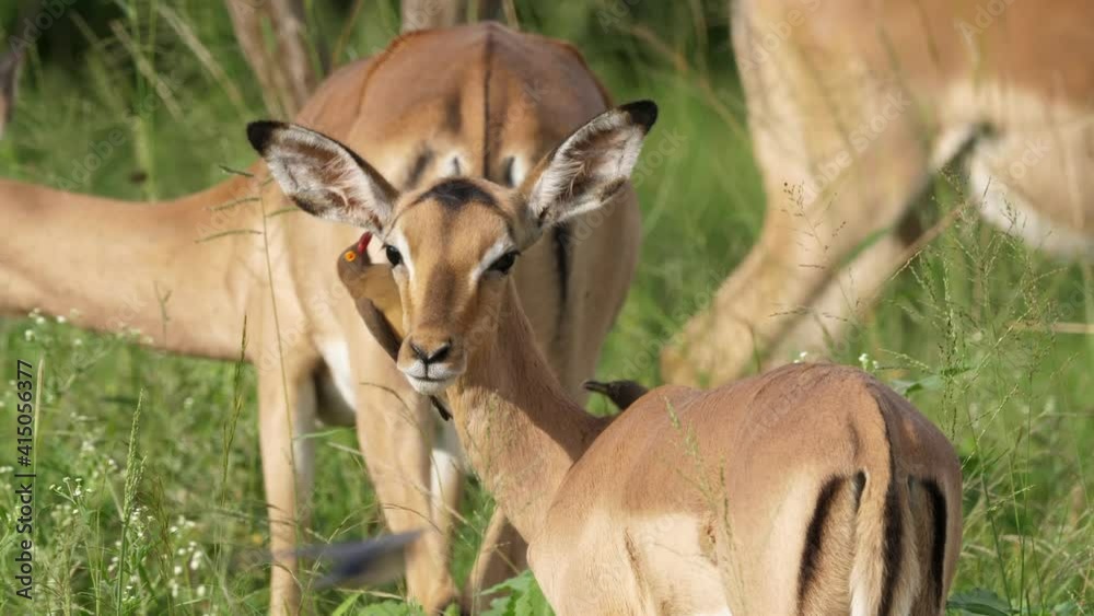 Red-Billed Oxpecker birds eating inside ear of female impala Red-Billed Oxpecker birds eating inside ear of female impala