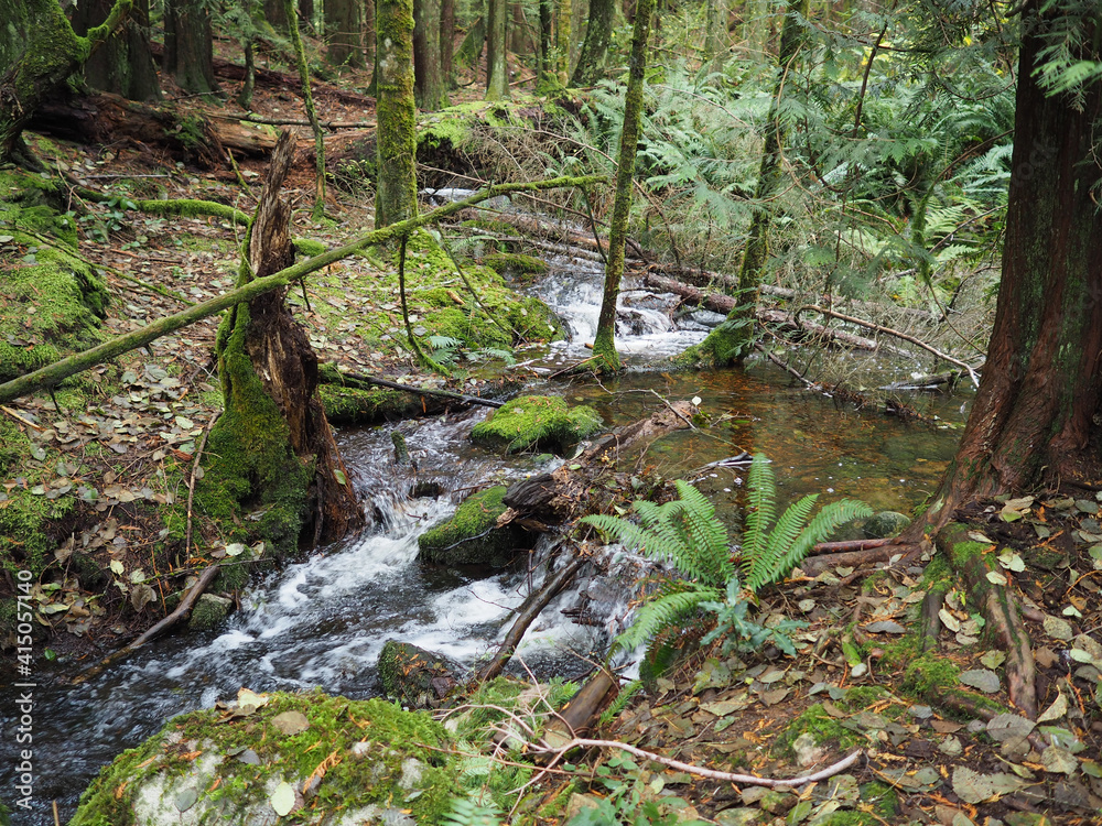 A stream flows through a moss covered forest A stream flows through a moss covered forest