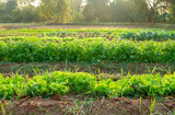 vegetable garden with many different kind of vegetable types. 