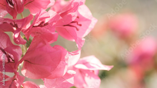 Fototapeta Naklejka Na Ścianę i Meble -  Defocused bougainvillea flower on blurred background in garden with copy space, natural bokeh with daylight, concept, relaxing color and fresh atmosphere, photo for relax background or natural banner