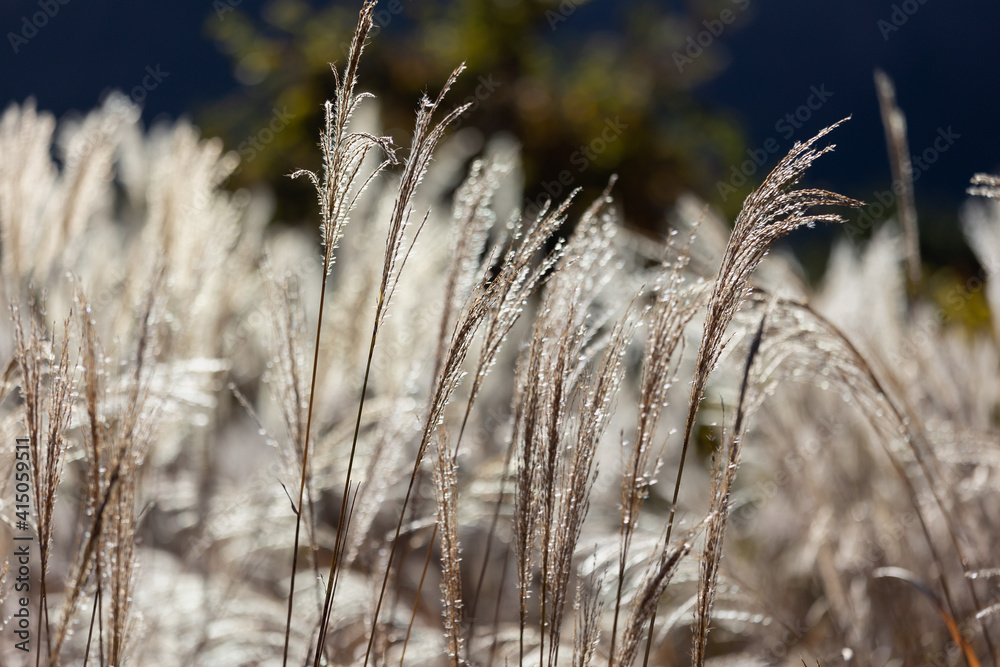 Fototapeta premium ススキ