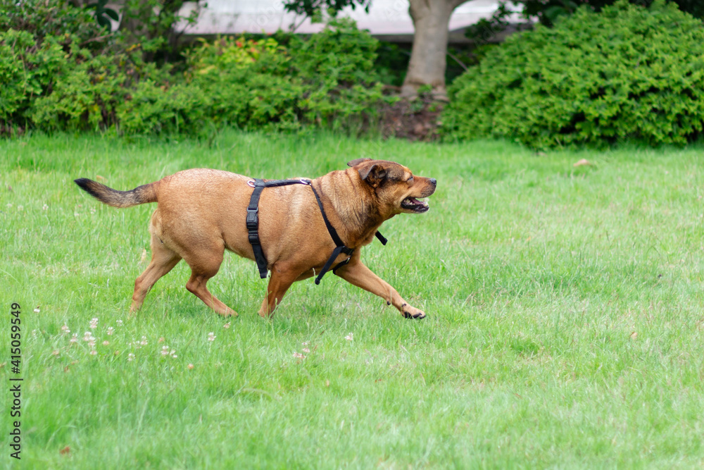 Happy dog