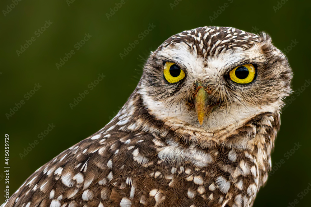 Burrowing owl Burrowing owl